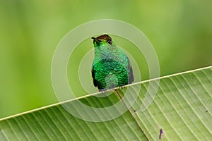 Humming bird in Monteverde National Park