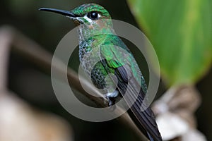 Humming bird in Monteverde National Park