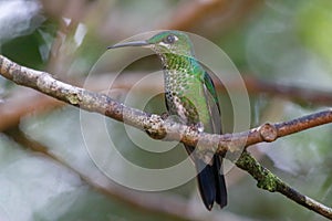 Humming bird in Monteverde National Park