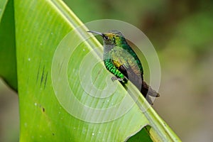 Humming bird in Monteverde National Park