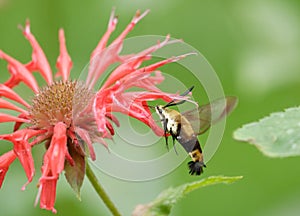 Humming bird moth and bee balm