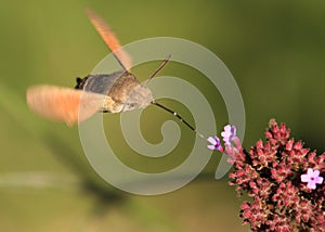 Humming bird moth ( Macroglossum stellatarum )