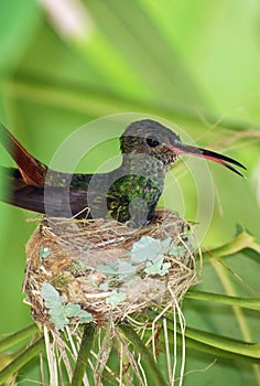 Humming bird in nest