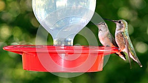 Humming Bird pair perched on feeder