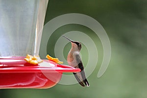 Humming Bird Perched on Feeder