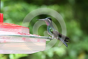 Humming Bird sitting on a Feeding Station