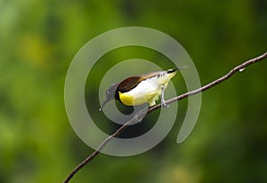 humming bird sitting on wire