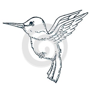 Humming bird sketch on white background