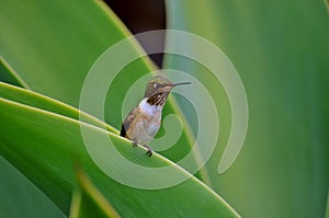 HUMMING BIRD tiny