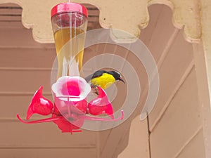 humming bird in a trough