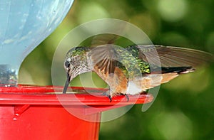 Humming Bird with wings spread drinking from feeder