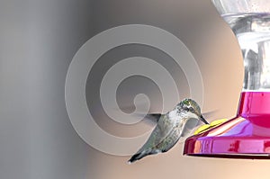 Humming birds (Archilochus colubris)