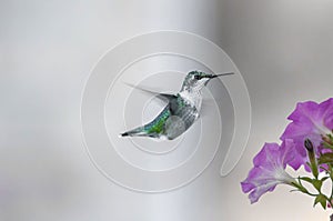 Humming birds (Archilochus colubris)