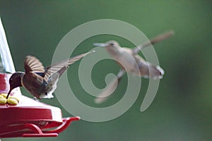 Humming Birds Feeding