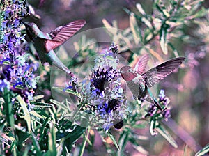 humming birds in flight on the plant Old Farmer\'s Almanac