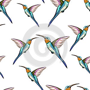 Humming birds. Seamless pattern of exotic tropical humming bird. Hand drawn illustration.