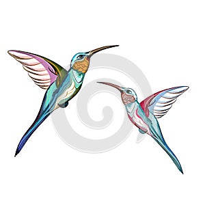 Humming birds. Set of two exotic tropical humming bird