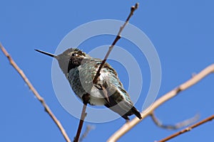 Colibrì 