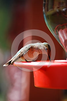 Hummingbird