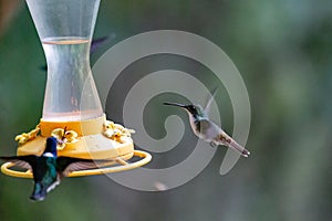 Hummingbird