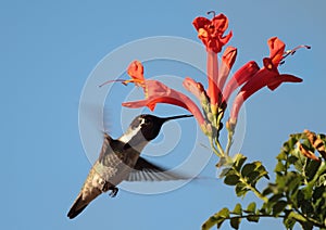 Hummingbird