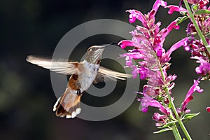 Hummingbird