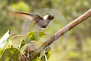 Hummingbird