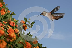 Hummingbird