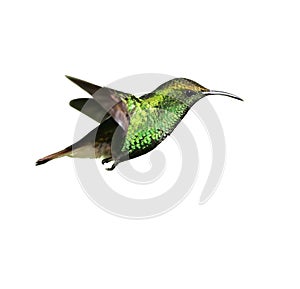 Colibrí 