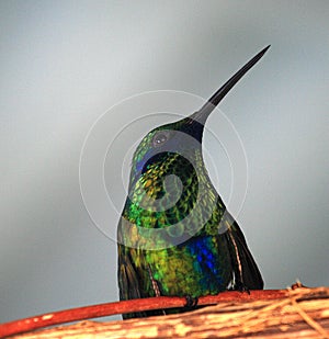 Kolibřík 