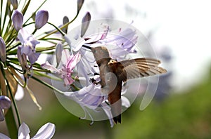 Hummingbird