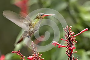 Hummingbird