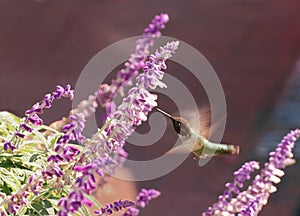 Hummingbird