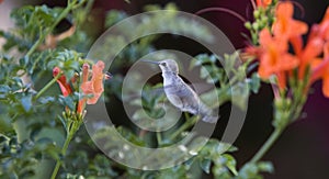 Hummingbird