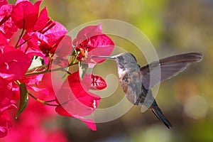 Hummingbird