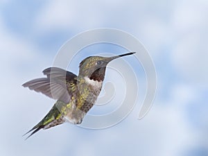 Colibrì 