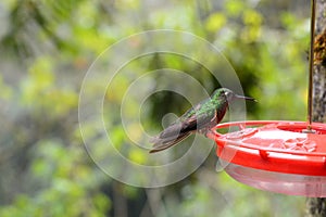 Hummingbird. Acaime hummingbird sanctuary. Los Nevados National Natural Park. Quindio. Colombia photo