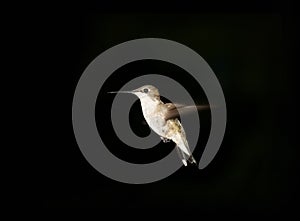 Hummingbird against dark background