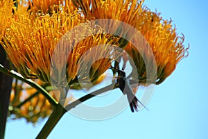 Hummingbird on an agave flower