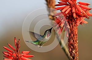 Hummingbird and aloe flowers