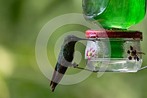 Hummingbird also known as Sparkling violetear or Colibri Oreja Violeta drinking sugar water from feeder photo