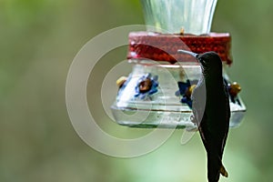 Hummingbird also known as Sparkling violetear or Colibri Oreja Violeta drinking sugar water from feeder photo
