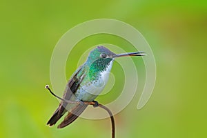 Hummingbird Andean Emerald, Amazilia franciae, with clear green background, Colombia photo