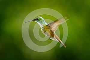 Hummingbird Andean Emerald, Amazilia franciae, with clear green background, Colombia. Beautiful bird from the tropical nature. Bir
