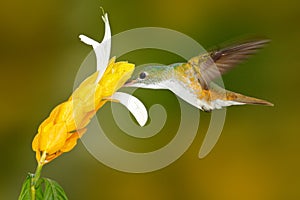 Hummingbird Andean Emerald, Amazilia franciae, with yellow flower, clear green background, Colombia. Wildlife scene from nature.