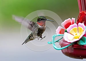 Hummingbird On Approach, Feet Down