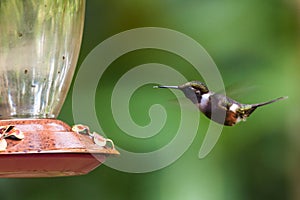 Hummingbird approaches to feed on a drinking fountain