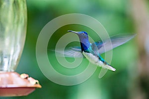 Hummingbird approaches to feed on a drinking fountain