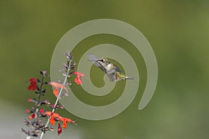 Hummingbird approaching a red Sage plant in the garden photo