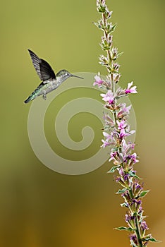 Hummingbird (archilochus colubris) hovering next to a pretty lil